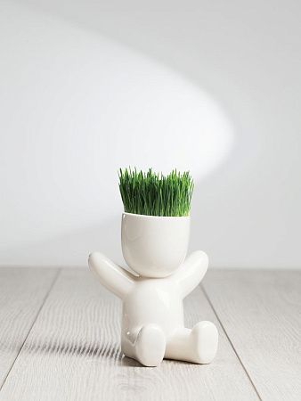 Набор для выращивания Funky Buddy