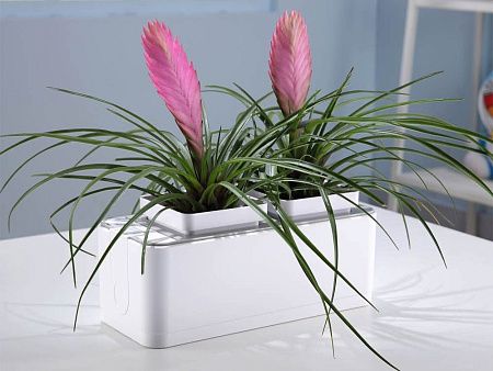 Компактный смарт-сад «iGarden»