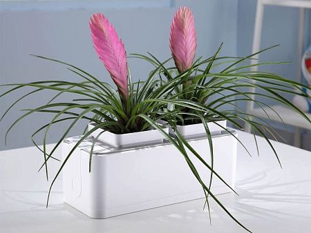 Компактный смарт-сад «iGarden»